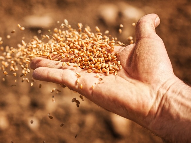 What Is the Parable of the Sower?
