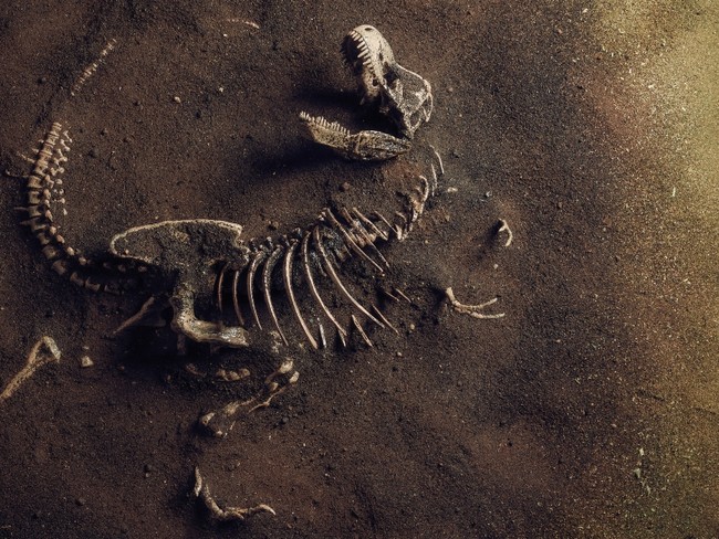Should Christians Believe in Dinosaurs? 