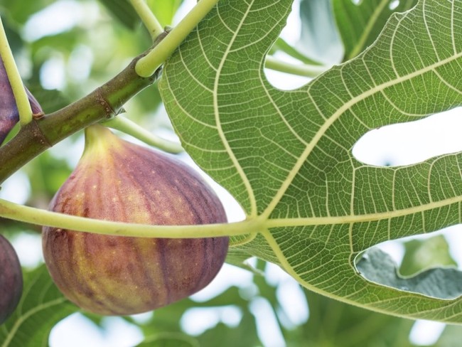 Why Did Jesus Curse the Fig Tree?