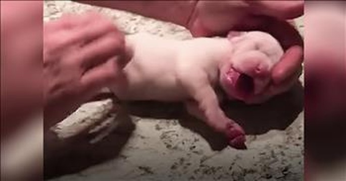 Man Gives Puppy CPR And Saves Her Life