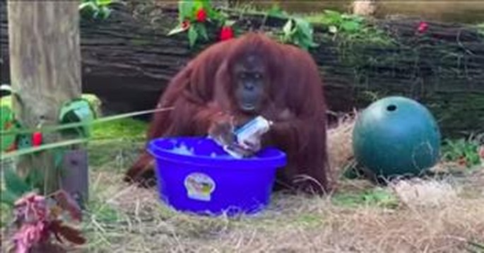 Orangutan Washes Her Hands After Seeing Her Human Caregivers Do It