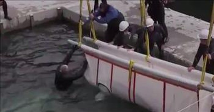 2 Beluga Whales Get Rescued And You Can See just How Much It Means To Them