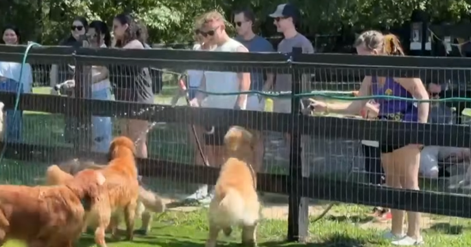 13 Golden Retrievers Gather for Camp Goldie, and It’s as Adorable as It Sounds