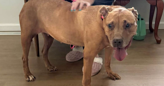 Senior Dog Spends 5 Years Waiting for a Family Before Finally Getting His ‘Freedom Ride’