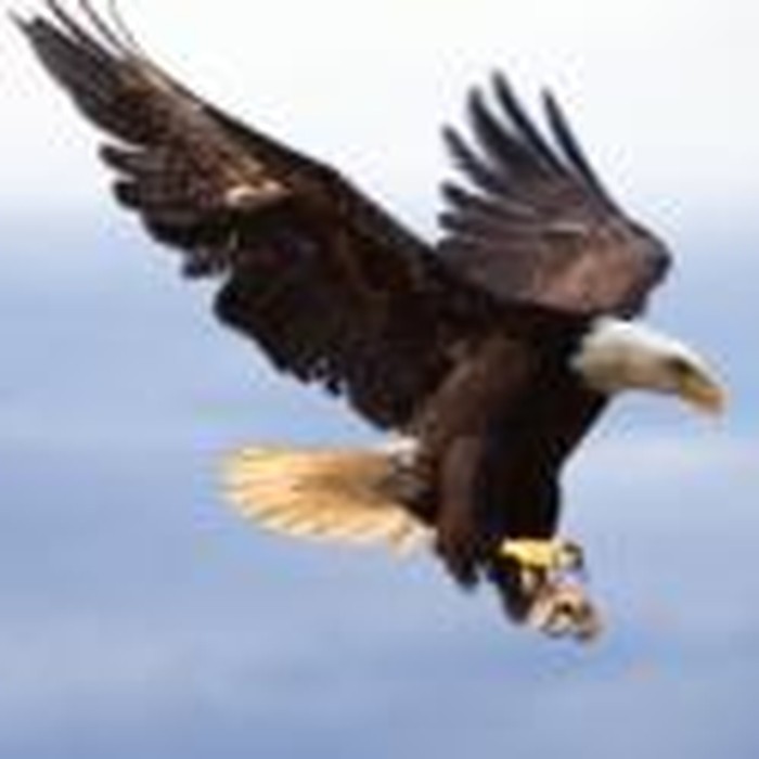 On Eagle's Wings: Can Troubles Really Teach You to Fly?