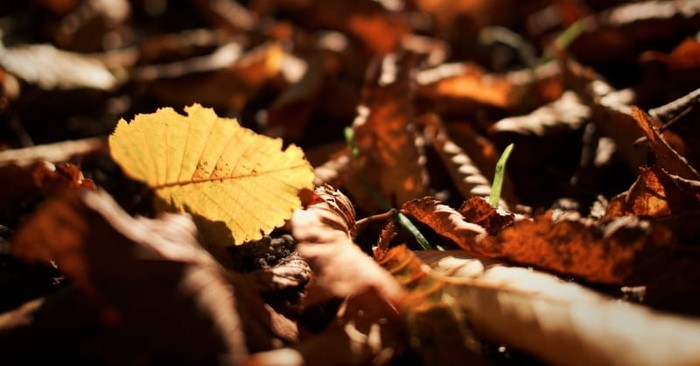 Reflections of Autumn (and its Lone Appearance in the Bible)