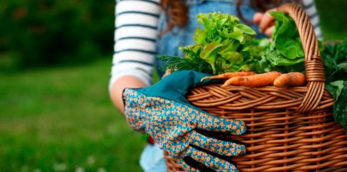5 Reasons to Start Your Own Garden