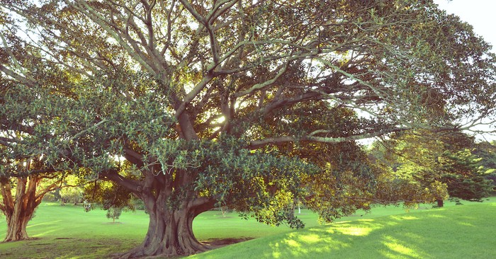 What Sunday School Didn’t Teach You about the Tree of Knowledge