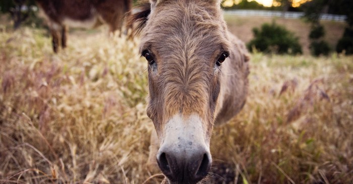 Why Did Jesus Ride a Donkey and Why Is That Comforting?