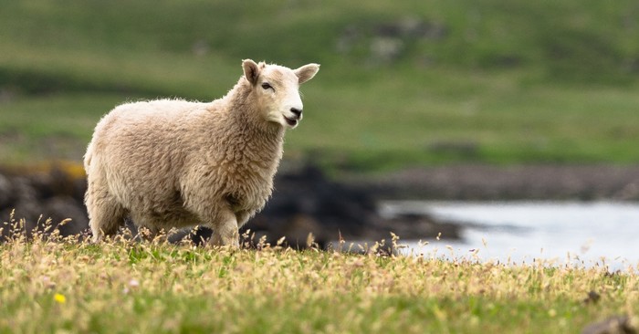 Praying Psalm 23: The Lord Is My Shepherd