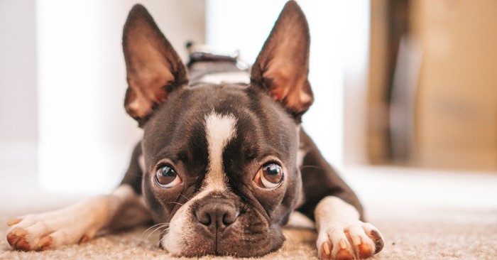 Dog Keeps Breaking into Nursery and Mom Is Fed up until She Realizes Her Baby's Not Breathing