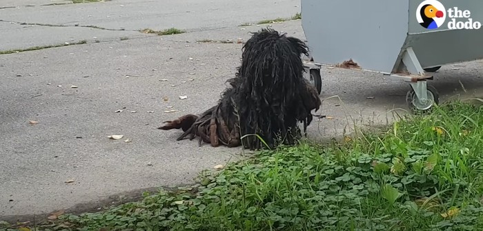 Severely Matted Dog Undergoes Incredible Transformation