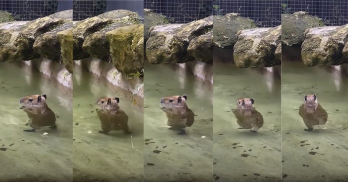 A Baby Capybara ‘Dancing’ to Thriller Is the Dose of Frivolous Fun Every Day Needs
