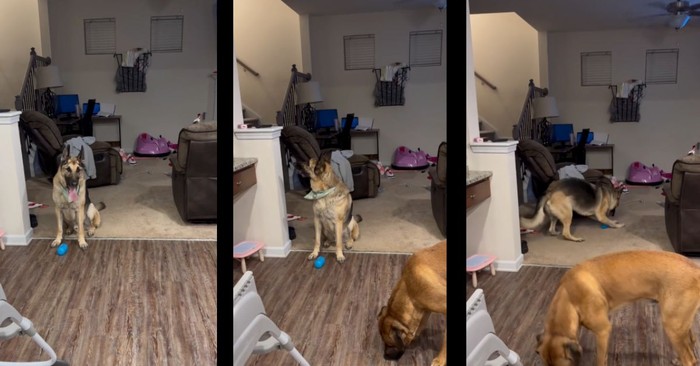  German Shepherd's Adorable Reaction to Hearing Its Favorite Song