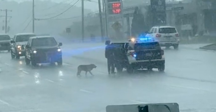 Police Officer's Heartwarming Act of Kindness to Dog in the Rain