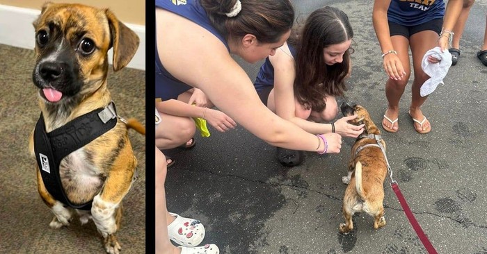 Rescued Beagle Puppy Saved from 122 Degree Car Given a New Purpose by the Fire Department