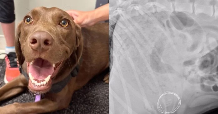 Owner’s Trip to the Vet with Unwell Dog Results in the Craziest X-Ray