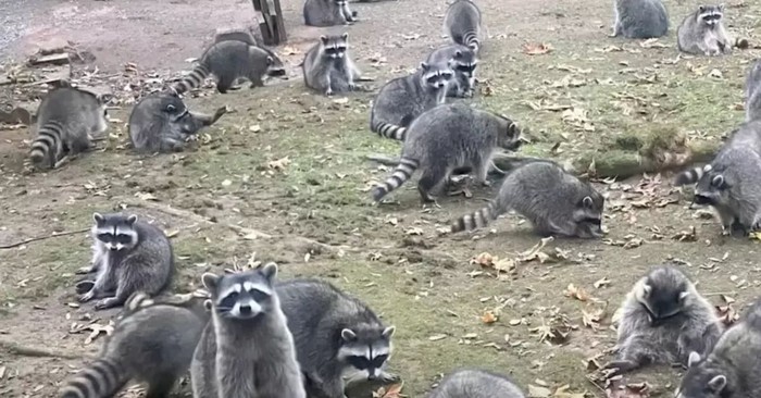 Woman's Home Is Surrounded By 100 Raccoons, and They Aren't Leaving Anytime Soon