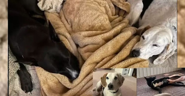 After over 450 Days in a Shelter, Boone and Rellie Find Their Forever Home, Together