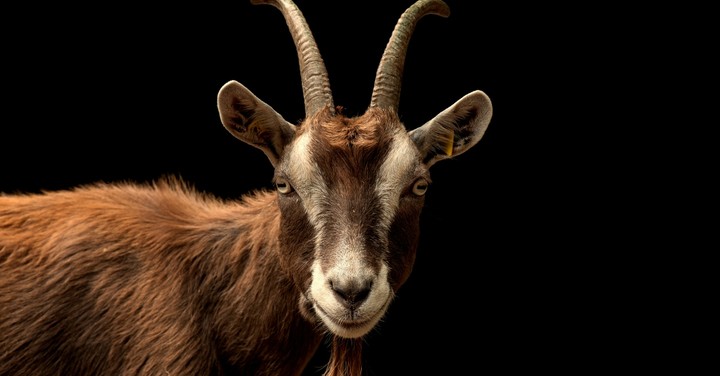 Why Is Satan Depicted as a Goat? - Topical Studies | Bible Study Tools