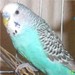 1blueraven