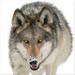 diamondwolf5
