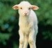 holyisthelamb1