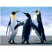 penguinsrule