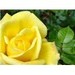 thekingsrose