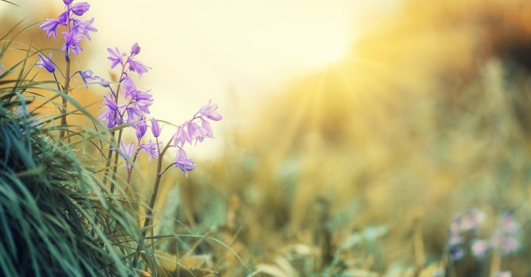 Biblical Prayers for Those Enduring a Difficult Spring