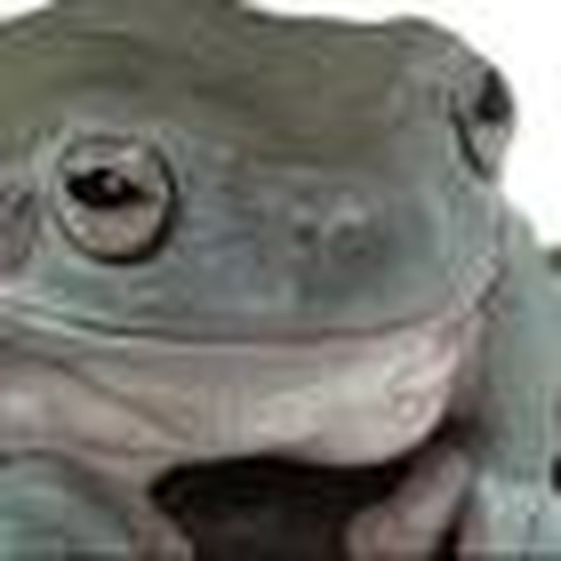 Is the American Church the "Frog in the Kettle"?