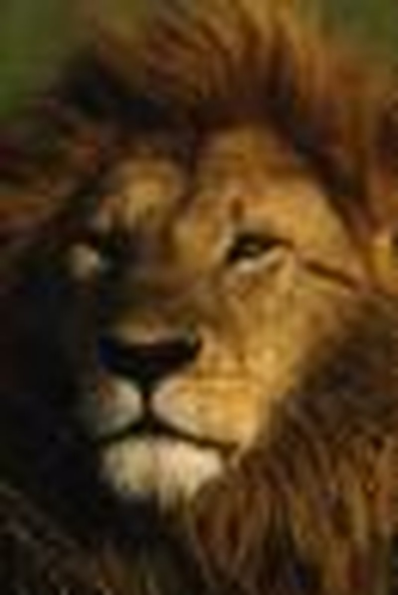 Daniel and the Lions