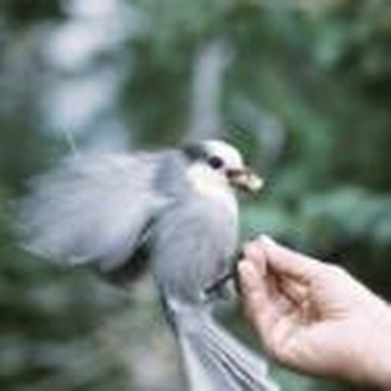 Birds of a Feather: Experiments for Backyard Birdwatchers