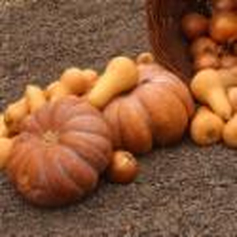 Fall Harvest: Where's the Fruit?