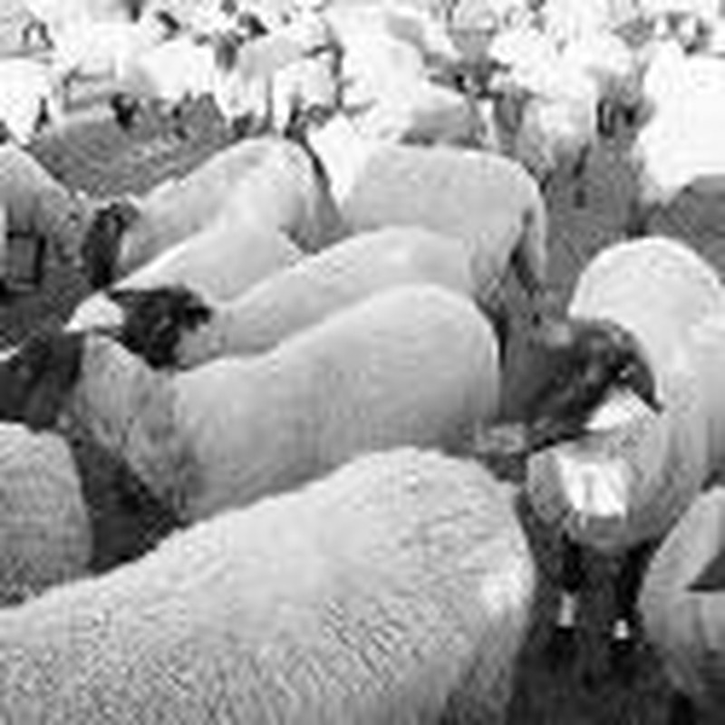 Intolerance, Sheep Stealing, & the Good Shepherd