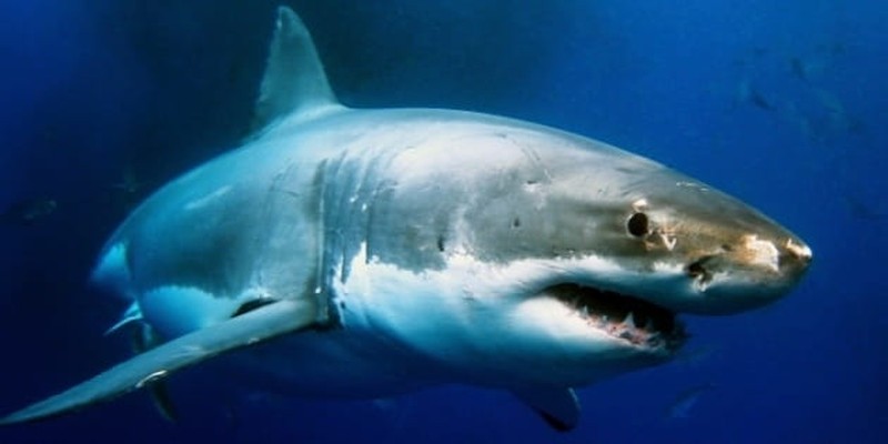 "Shark Week" and the World's Most Dangerous Work