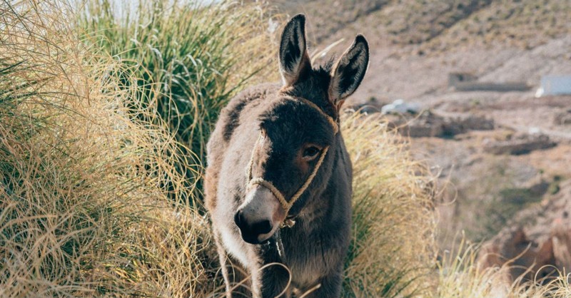 Who Were Balaam and His Talking Donkey in the Bible?