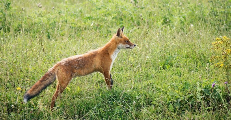 8. Samson's Fox Tail Trick (Judges 15:1-5)
