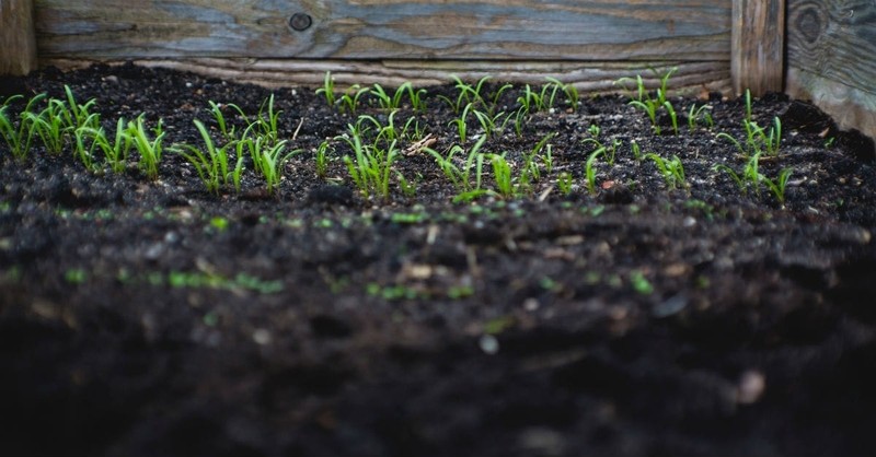 Sowing in Faith