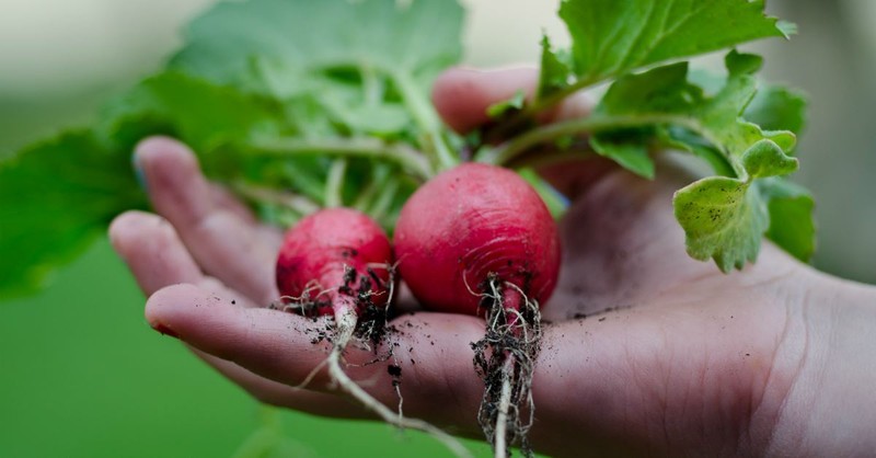 Root Cellaring: A Complete Unit Study