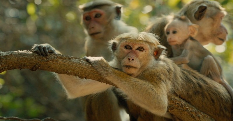 Cinderella Story Gets Delightful Simian Spin in <i>Monkey Kingdom</i>