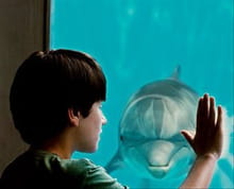 <i>Dolphin Tale</i>'s Healing Bonds Warm Hearts