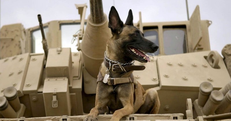 <i>Max</i> is a Mixed Breed of Patriotism and Head-Scratching Antics
