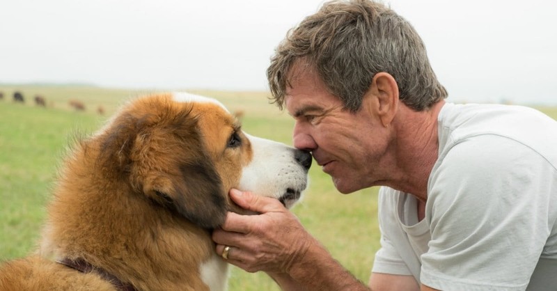 Premise of <i>A Dog's Purpose</i> May Give Some Viewers "Paws"