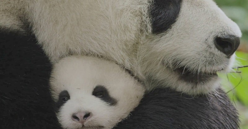 <i>Born in China</i> is Natural Tourism at Its Finest & Least Expensive