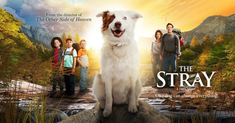 <i>The Stray</i> is Doggedly Determined but Barks Too Softly