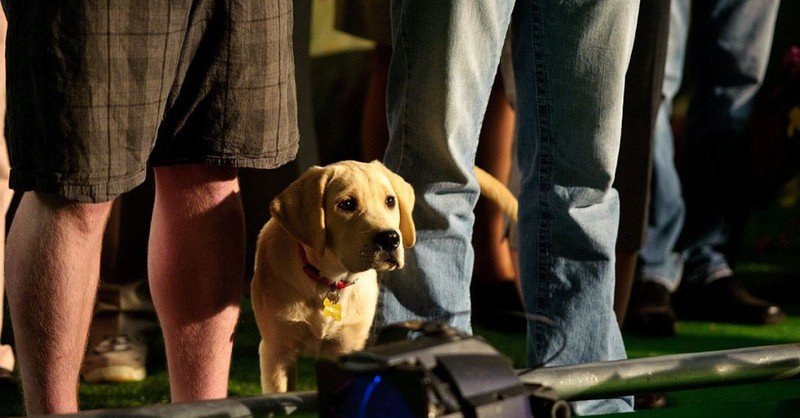 2. Marley and Me: The Puppy Years (Hulu)