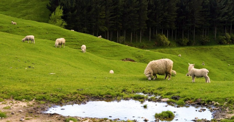 Shepherds, Sheep, and Talking Heads