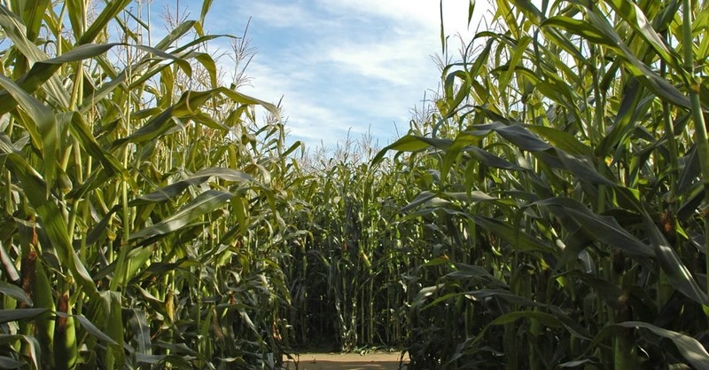 Lessons Learned in a Corn Maze