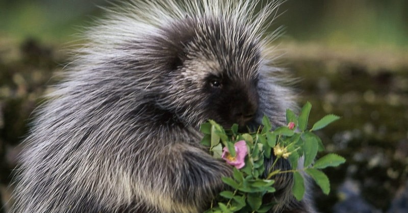 Porcupine Christianity: Why Non-Believers Keep Their Distance
